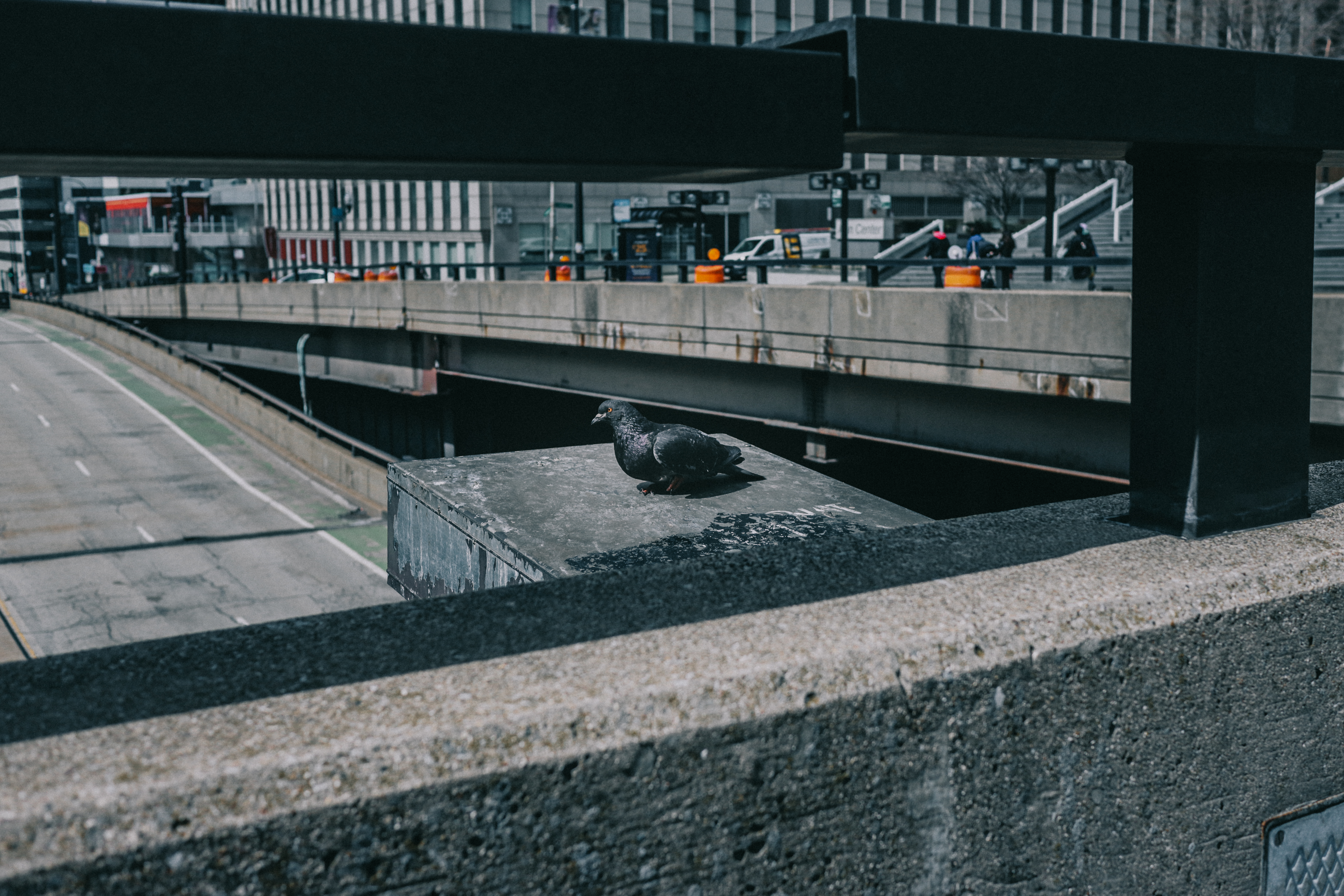 Lone pigeon on a concrete overpass ledge — city infrastructure layers behind
